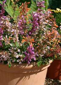 Agastache aurantiaca 'Fragrant Delight'